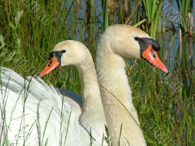 Swans2