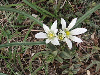 white flowers in grass in early spring