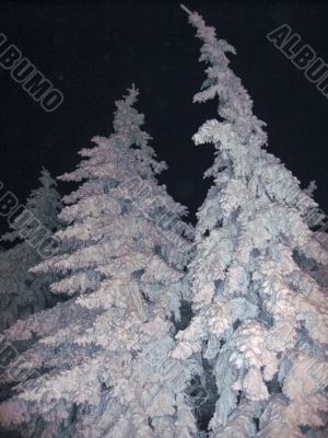 Fir trees under the snow. Christmas holidays