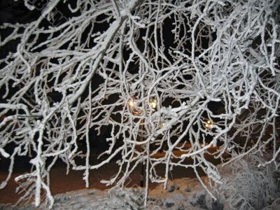 Trees under the snow in the park. 
