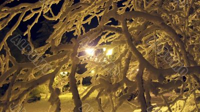 Winter park. Christmas.