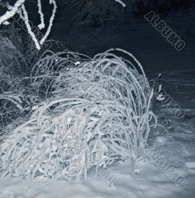 Bush under the snow