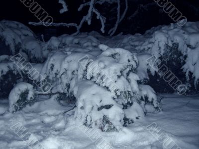Fir trees under the snow. Christmas holidays