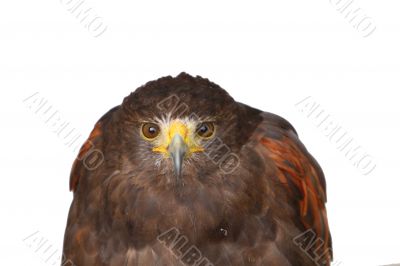 Harris Hawk or Bay Winged Hawk