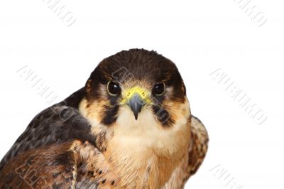 Gyr falcon on a white background