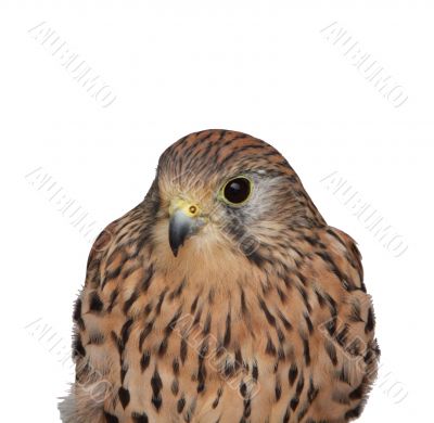 Kestrel bird of prey on white background