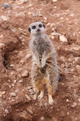 Meerkat Suricata suricatta looking up Meerkat Suricata suricatta looking up
