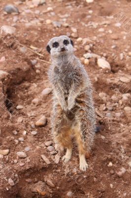 Meerkat Suricata suricatta looking up