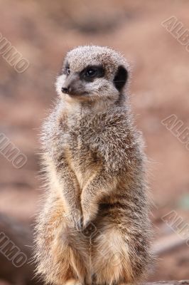 Meerkat Suricata suricatta on duty