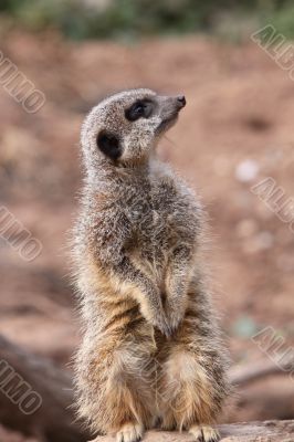 Meerkat Suricata suricatta on sentry duty