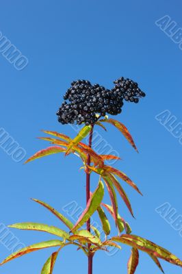 Herbaceous elder berries