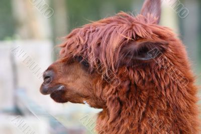 the face of an alpaca