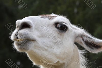 tha face of a llama tha face of a llama