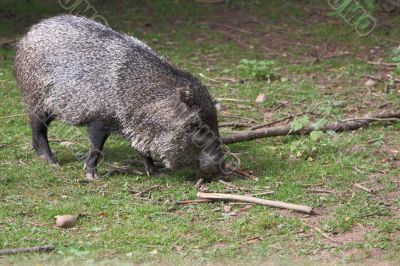 Collared Peccary