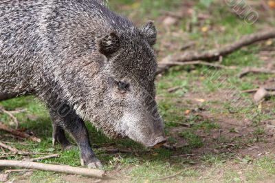 Collared Peccary