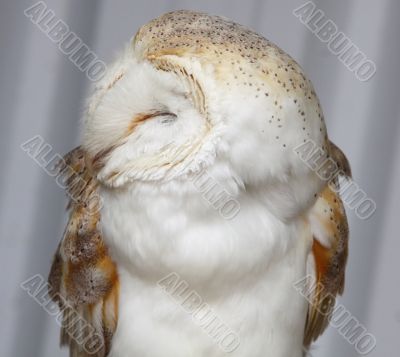 Barn owl