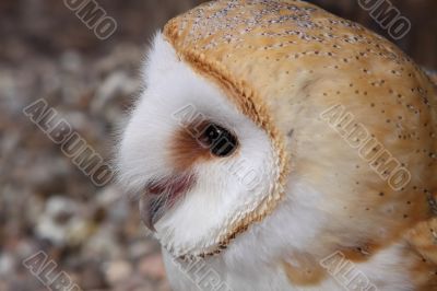 Barn owl Barn owl