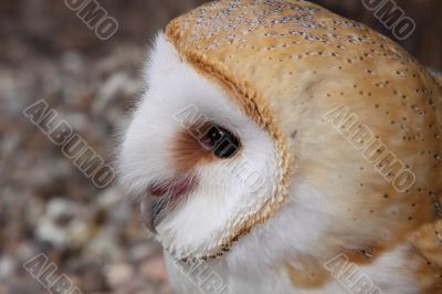 Barn owl