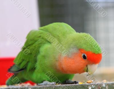 rosy faced lovebird