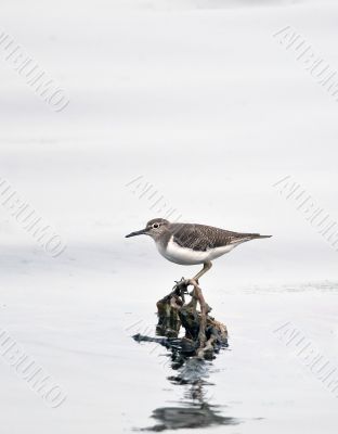 Common Sandpiper Common Sandpiper