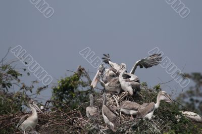 Spot Billed Pelican