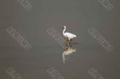 Egret