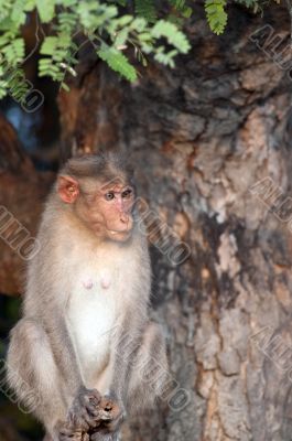 Bonnet Macaque