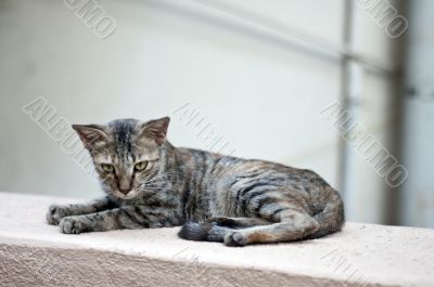 cat cat