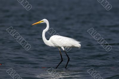 Egret