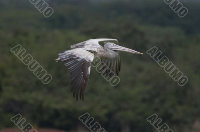 Spot Billed Pelican