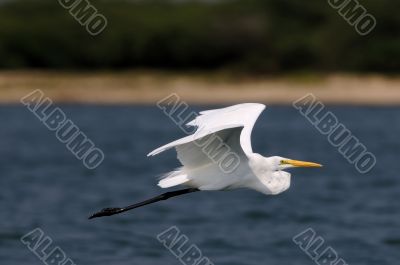 Egret