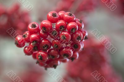 Wild berries