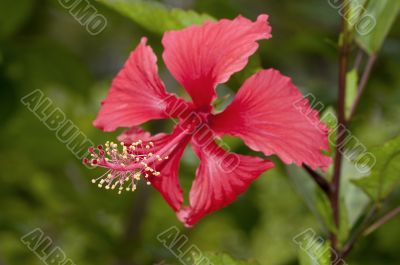 Hibiscus