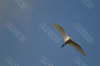 Egret