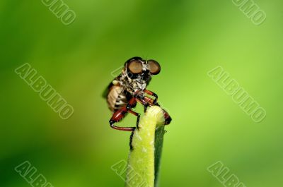 Robber Fly