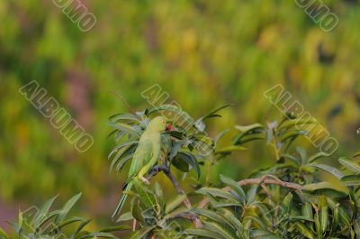 Rose Ringed Parakeet