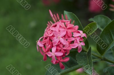 ixora ixora