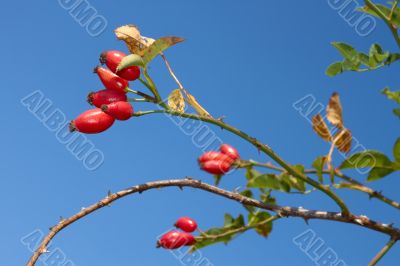 Red sweetbrier berries