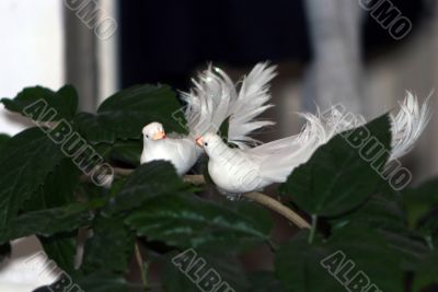 Two pigeons on a tree