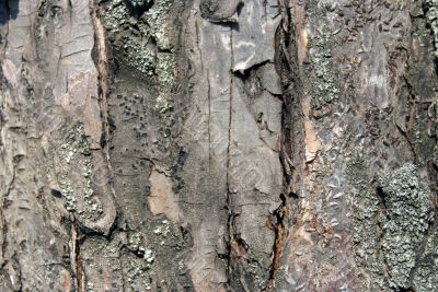 Tree bark