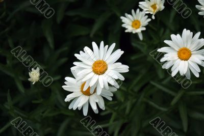 camomiles Flower