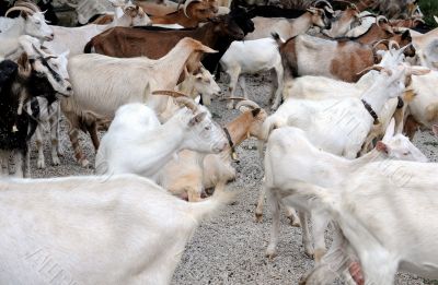 Herd of Dairy Goats