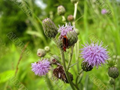 Red insect on the thistle Red insect on the thistle
