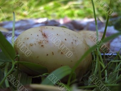 Potatoes and meat background