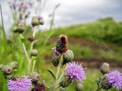 Red insect on the thistle