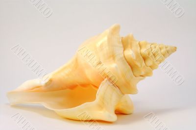 Sea shell from bottom side
