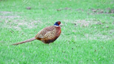 Pheasant 