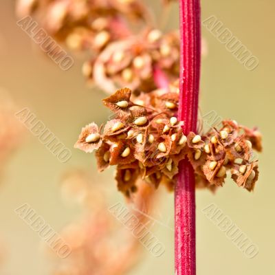 red stem with yellow seeds