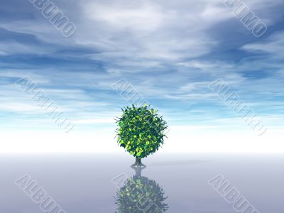 lonely tree