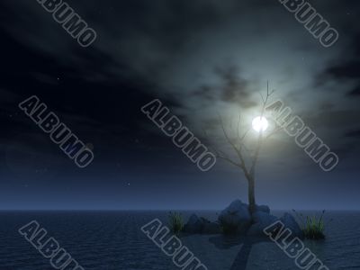 dead tree at night